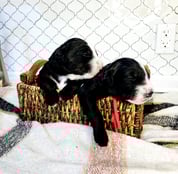Bernedoodle puppies