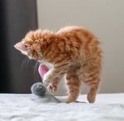 A red cat playing over a bed