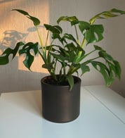Planta Philodendron en maceta café sobre mesa blanca