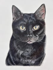 Realistic coloured pencil drawing of a black cat