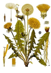 Des jolies fleurs jaunes pour représenter les allergies saisonnières