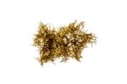 Hypnea sp.