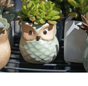 owl planters with succulent