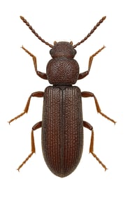 le lyctus