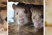 Rodents in Cavities throughout your home