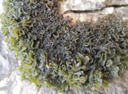 Lichen - Genre Lathagrium