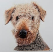 Realistic coloured pencil drawing of an airedale terrier