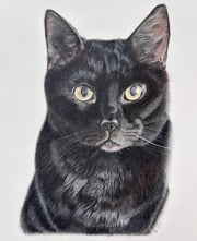 Realistic coloured pencil drawing of a black cat