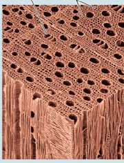 Structure plante vasculaire - trachéides et vaisseaux