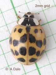 Harmonia axyridis