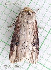 Flame moth