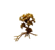 Turbinaria ornata