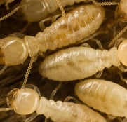 Diagnostic termites