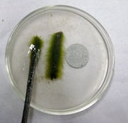 Algue épiphyte
