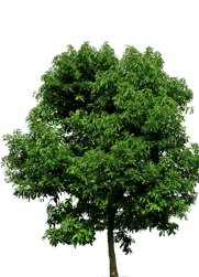 Image of a Tree in Mississauga