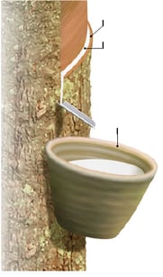 Extraction du latex de l'arbre hévéa
