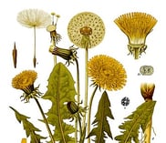 Des jolies fleurs jaunes pour représenter les allergies saisonnières