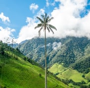 palmier vallée de cocora colombie