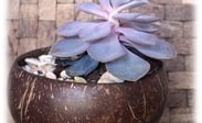 Coconut Pot (Plinth or No Plinth), Chậu dừa UpBe Food VN 