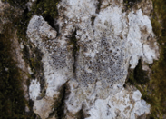 Lichen crustacé - Lecanora argentata