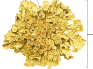 Lichen - structure