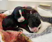 Bernedoodle Puppies