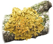Lichen foliacé