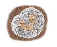 Lichen crustacé