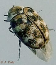 Anthrenus verbasci