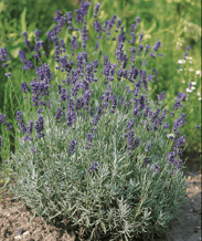 Lavande - Lavandula angustifolia