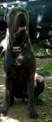 Our Sire Viggo