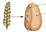 fruit sec indéhiscent - caryopse - grain de blé