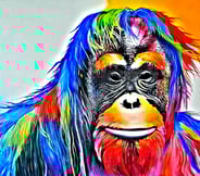 Original Orang-Utan in Pop Art Stil