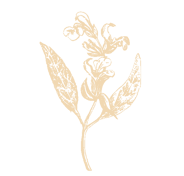 sage herb