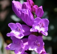 Barrett's Penstemon