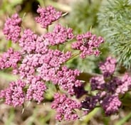 Columbia Desert Parsley