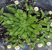 Columbia Gorge Daisy