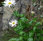 Howell's Daisy