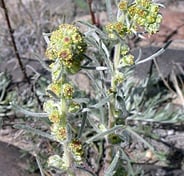 Northern Wormwood