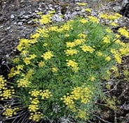 Suksdorf's Desert Parsley