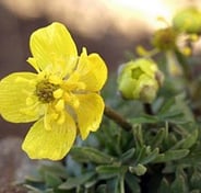 The Dalles Mountain Buttercup