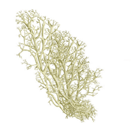 Lichen fruticuleux