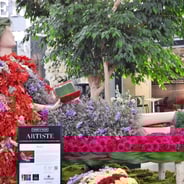 Fleurs de ville de Québec.