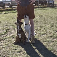 two dogs sitting at attention between trainers legs