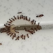 ants feeding on bait