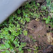 ant nest