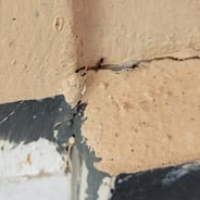 ants entering the house through a wall crack