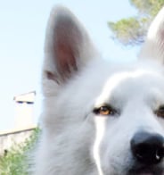 Berger blanc suisse X ClipsOPoil