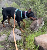 Doberman X ClipsOPoil