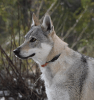 chien loup tchécoslovaque X ClipsOpoil